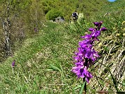 Monte Due Mani (1656 m) con Cima Muschiada (1458 m) dalla Culmine S. Pietro il 25 maggio 2021- FOTOGALLERY 